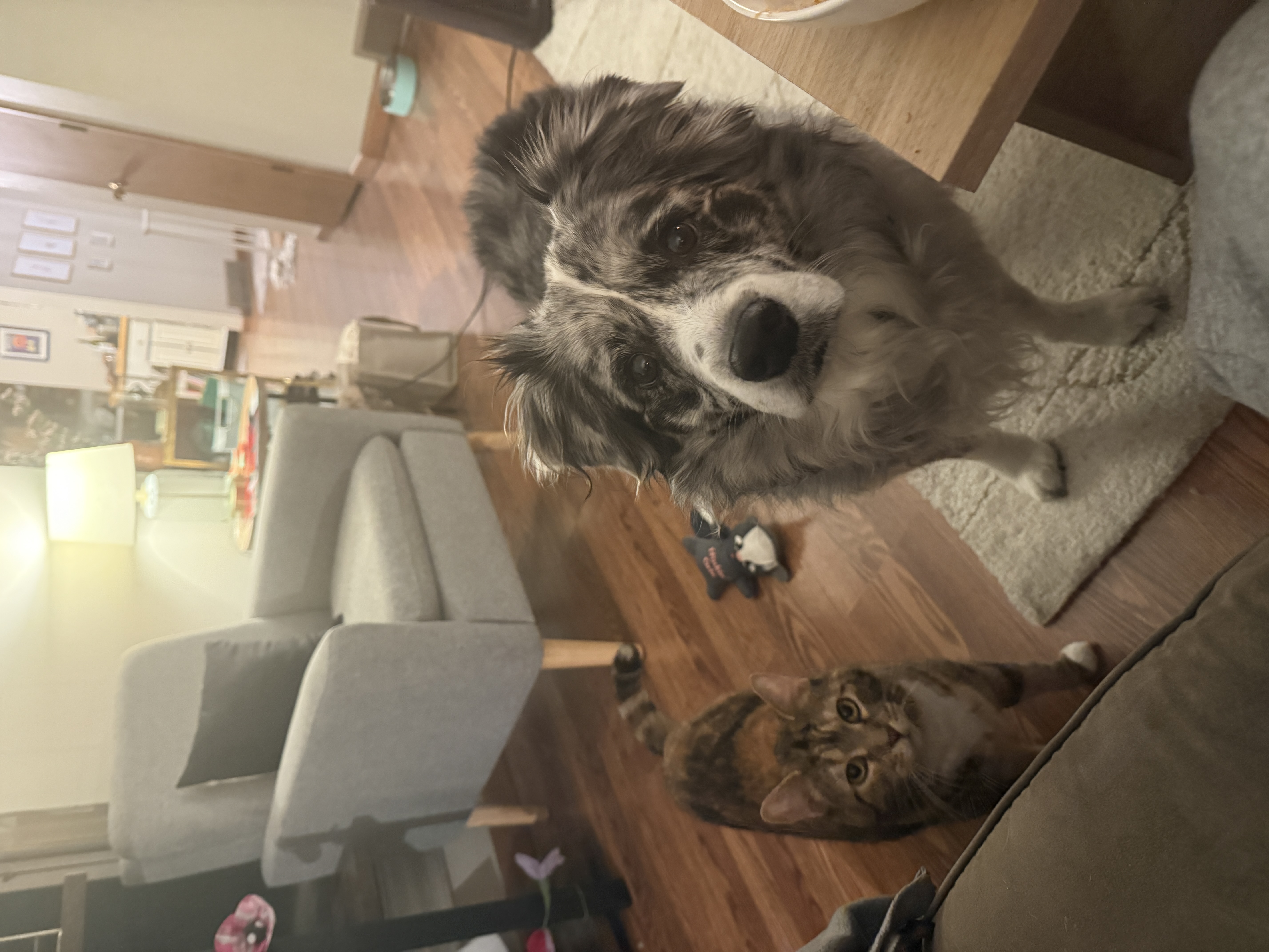 Eevee and Stella with flowers