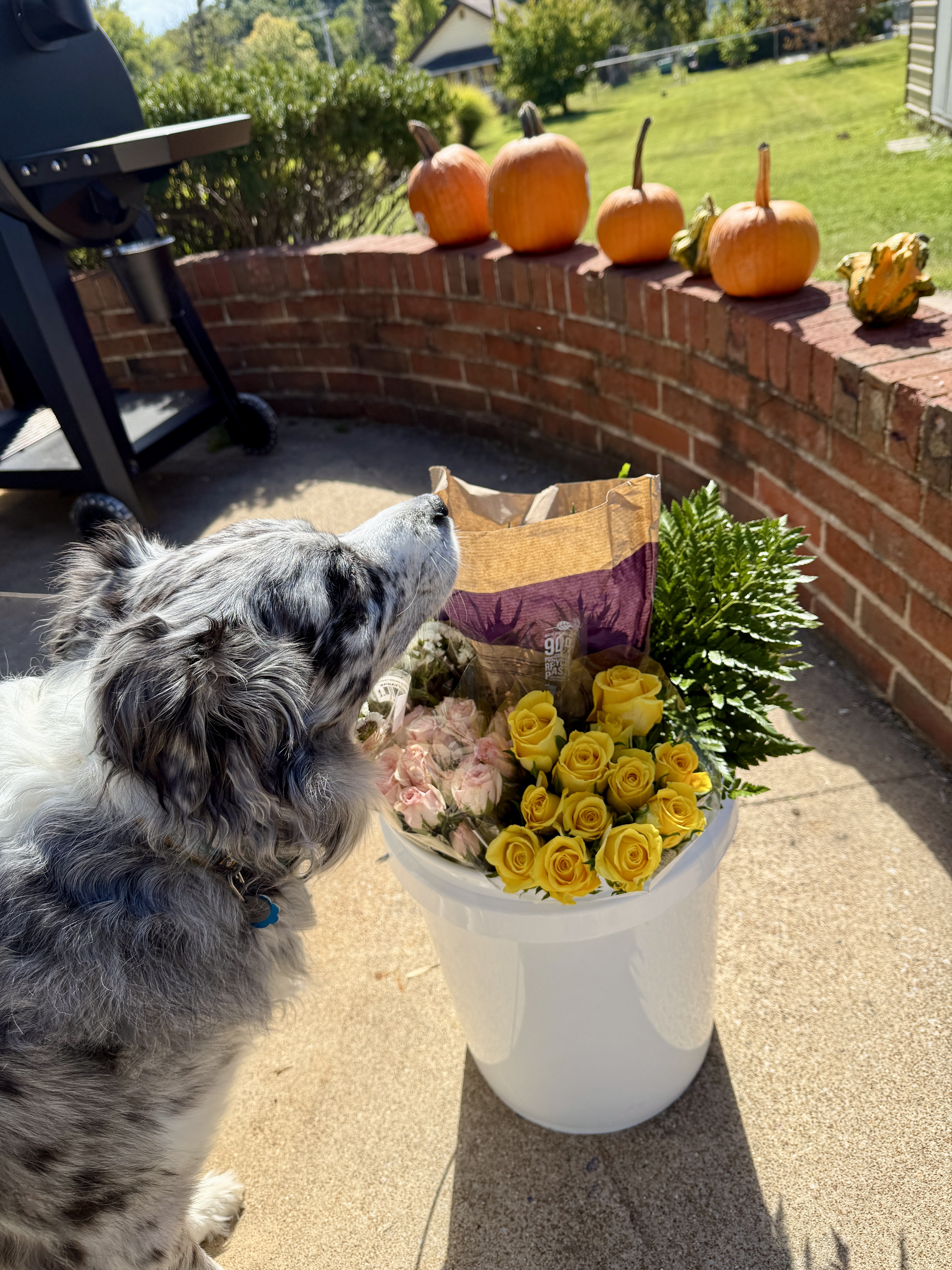 Pet-safe bouquet arrangement