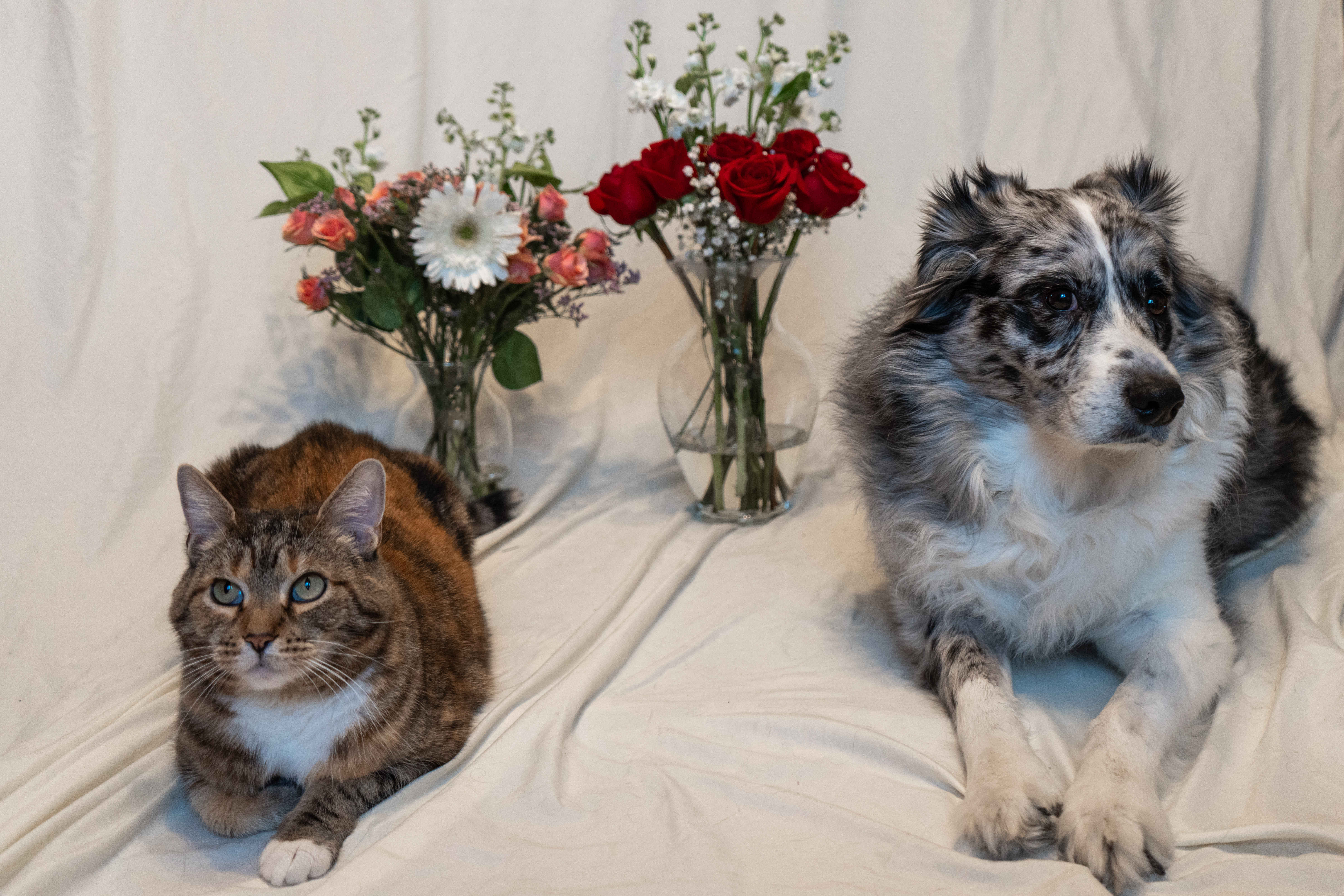 Eevee and Stella with flowers